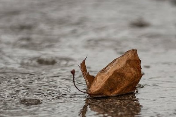 Predstavljanje zbirke Slušaj kišu kako pada 